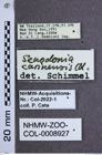 Etiketten zu Senodonia carinensis (NHMW-ZOO-COL-0008927)